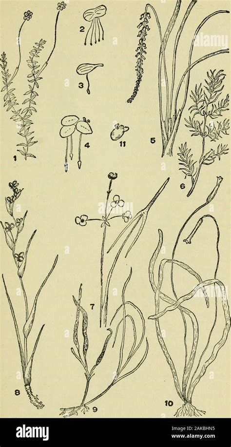 lance shape  res stock photography  images alamy