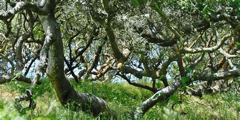 Coast Live Oak | Golden Gate National Parks Conservancy