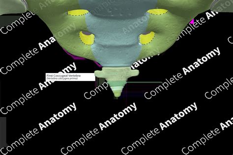 First Coccygeal Vertebra | Complete Anatomy