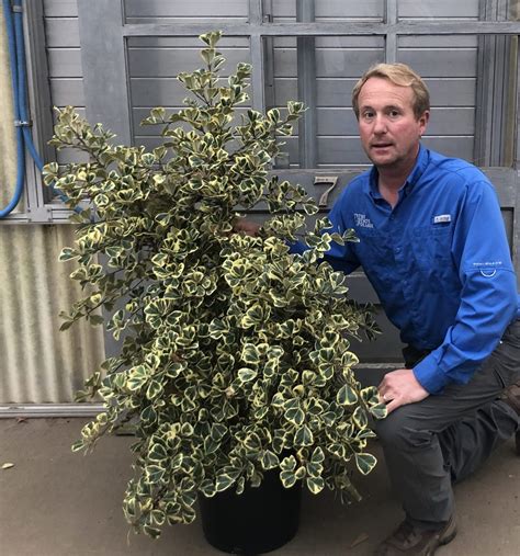 Ficus Triangularis Var Bush Tri State Foliage In House Availability