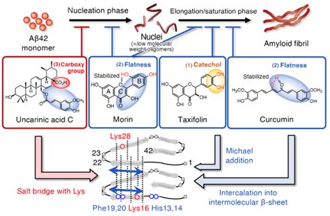 Fig S1 Nucleation dependent polymerization model of Aβ aggregation in