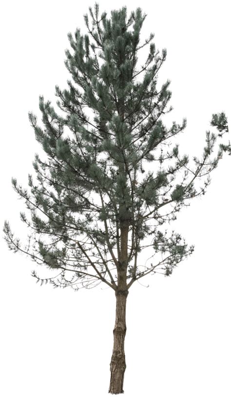 Pinus Sylvestris Meye