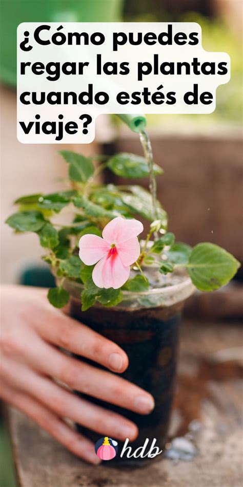 Cómo puedes regar las plantas cuando estés de viaje Regar las