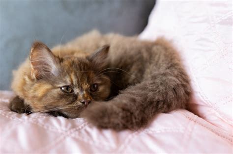 Nestje Kittens Op De Foto Fotoshoot Met Je Kat