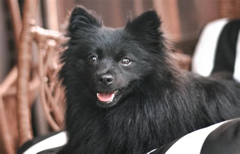 Black Pomeranian: Pictures, Facts & History | Hepper