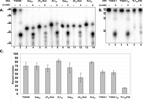 Recognition Of Substrates By The UvrABC NER System A And B Each 5 32