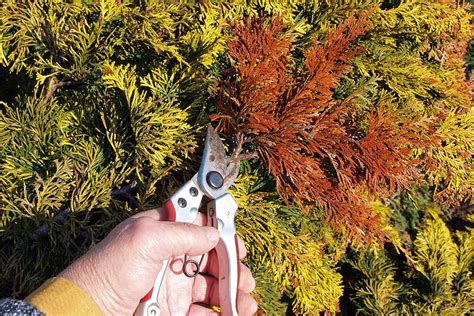 How to Prune Upright Junipers | Gardener’s Path