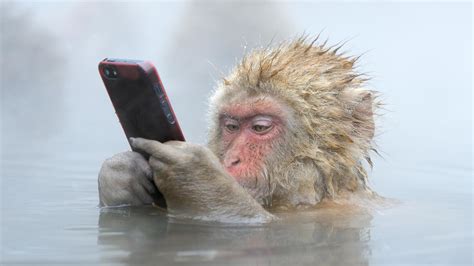 Funny Monkey Primate Baboon Water HD Funny Monkey Wallpapers | HD ...