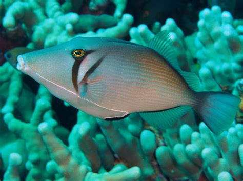 Scythe Triggerfish Sufflamen Bursa Big Island Hawaii Photo 10