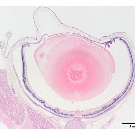 Photomicrograph of the ciliary body/iris of the eye from a 50-week-old ...