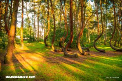 Bosque Torcido De Polonia Gryfino 1 Culturizando Alimenta