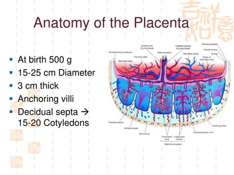 Ppt Fetal Membranes Placenta And Twinning Powerpoint Presentation Id 5287814