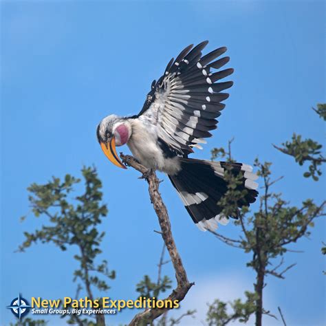 Yellow Billed Hornbill