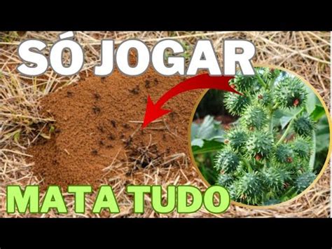 Inseticida MATA TUDO A MAMONA Mata As Pragas Da Plantas E Aduba E