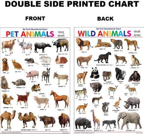 All Wild Animals Chart