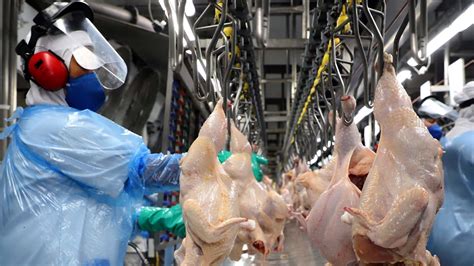 Brasil deve ter recorde de produção de carne em 2023