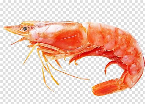 Shrimp Caridea Lobster Prawn Seafood Red Prawn Transparent