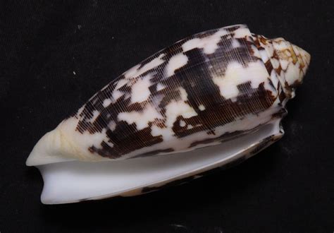 Edspal Shells Conus Striatus Mm F Unusual Form Gastropods Sea