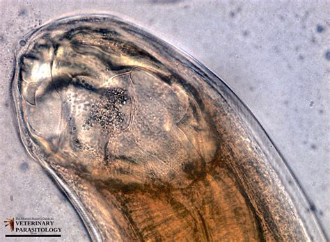 Ancylostoma Sp Roundworms Monster Hunters Guide To Veterinary