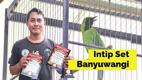 CI DALLAS Settingan Cucak Ijo Banyuwangi Ciri Cucak Ijo Banyuwangi