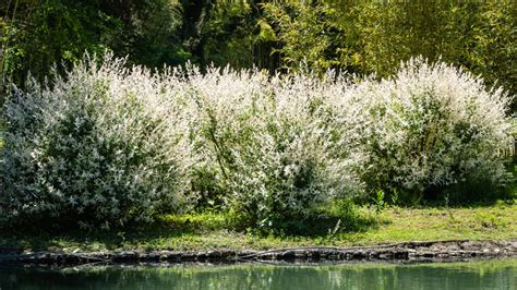 6 Reasons To Plant A Dappled Willow And How To Care For It My Lovely Oasis