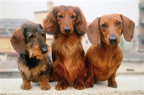 Does Your Dachshund Have Hair or Fur? We Explore their Coat Types ...