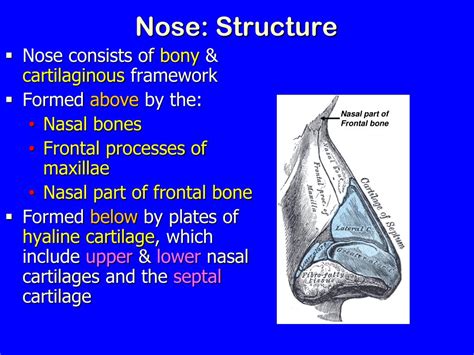 Ppt Nose Nasal Cavity And Paranasal Sinuses Powerpoint Presentation Id 3070643