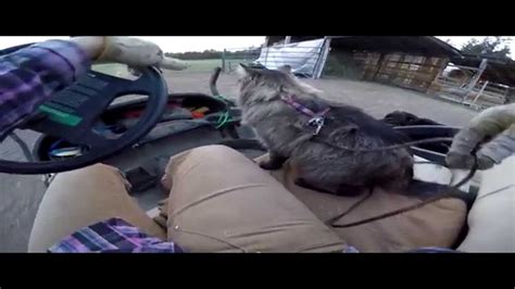 Bugster The Cat Riding On The Golf Cart Cute Kitten Youtube