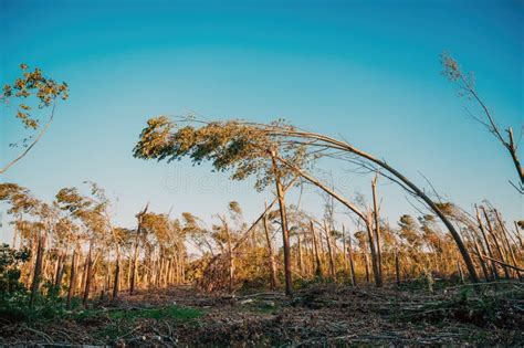 Environmental Damage From Drone Pov Aerial Shot Of Deciduous Forest Landscape Devastated After