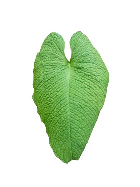 anthurium corrugatum  mundiflora