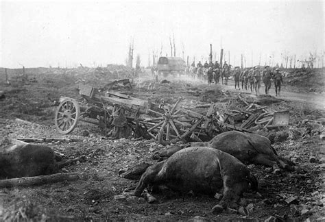 HISTÓRIA LICENCIATURA Animais na Primeira Guerra Mundial 1914 1918