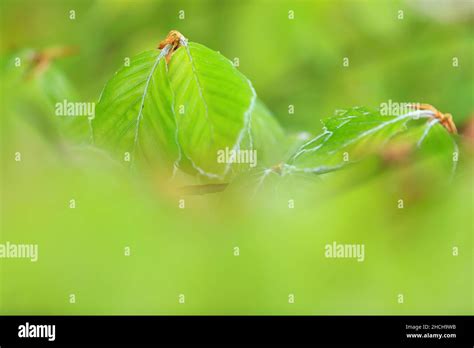 family fagaceae  res stock photography  images alamy