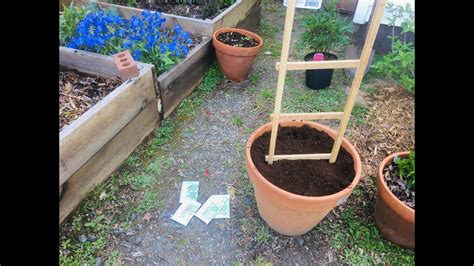 Planting Sugar Snap Peas In Pots Raised Bed Gardening Container Planting Springtime April