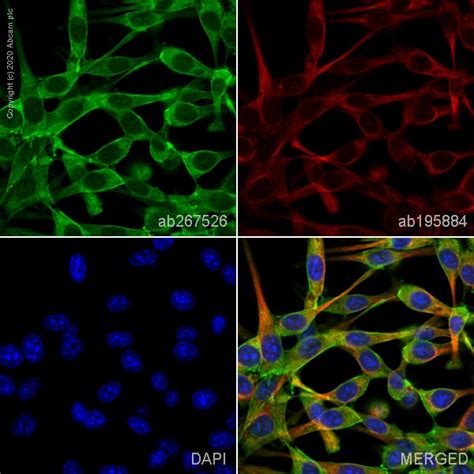 Alexa Fluor Anti Beta Actin Antibody Sp Ab Abcam