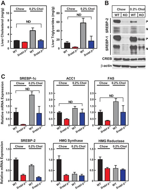 Figures And Data In Expression Of SREBP 1c Requires SREBP 2 Mediated