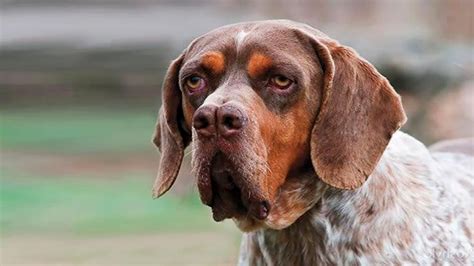 El Pachón Navarro un perro de caza Hogarmania