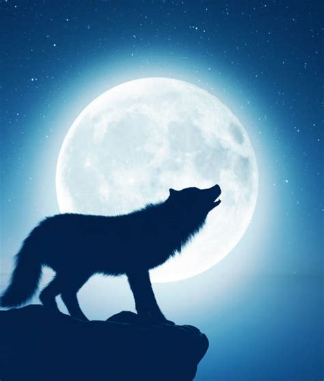 420+ Moonlight Wolf Howling Stock Photos, Pictures & Royalty-Free ...