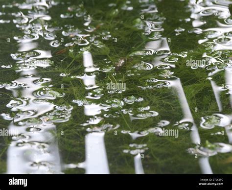 Submerged plants reach the water surface of a pond Stock Photo - Alamy