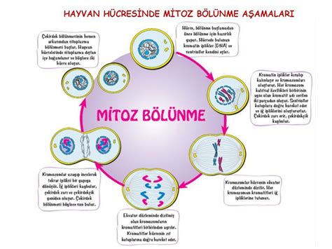 bir hayvan hücresi boğumlanırken sitoplazma bölünmesi bitmişmidir