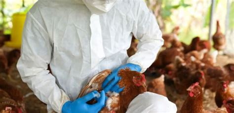 Se detectó el segundo caso de influenza aviar en aves de traspatio en