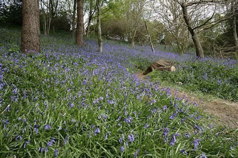 Spring @Emmett Schulte Emmett, Shrubs, Places To Visit, Visiting ...