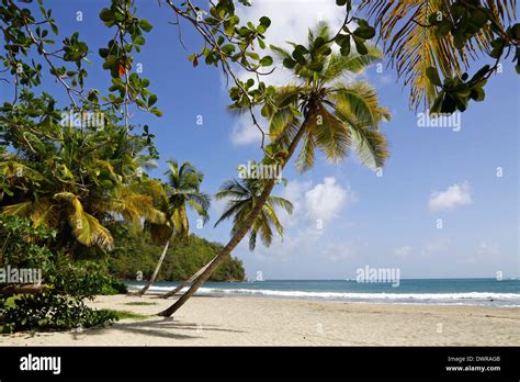 La Sagesse Beach Grenada Stock Photo - Alamy