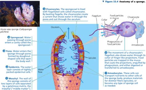 Biol Exam Flashcards Quizlet