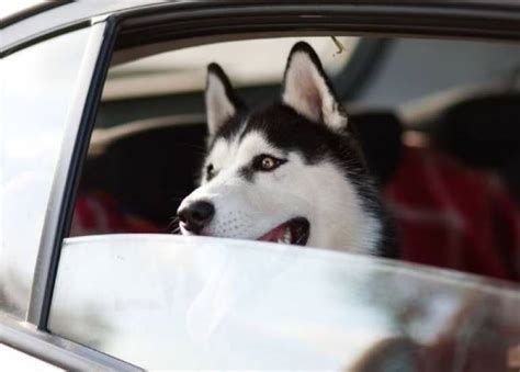 De cuánto es la multa por llevar a tu perro en el auto en la CDMX