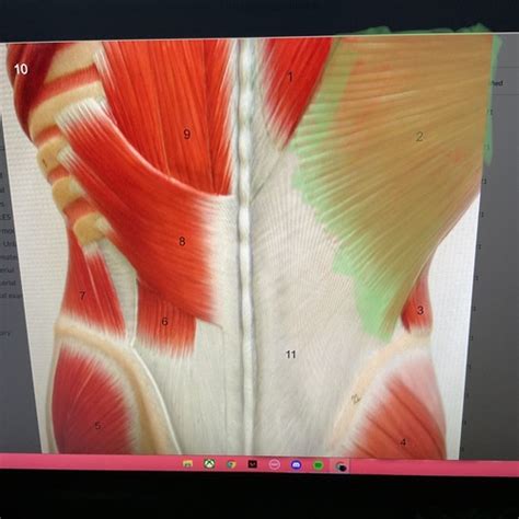 Muscles Of Superficial And Deep Muscles Of Neck Shoulder And Back