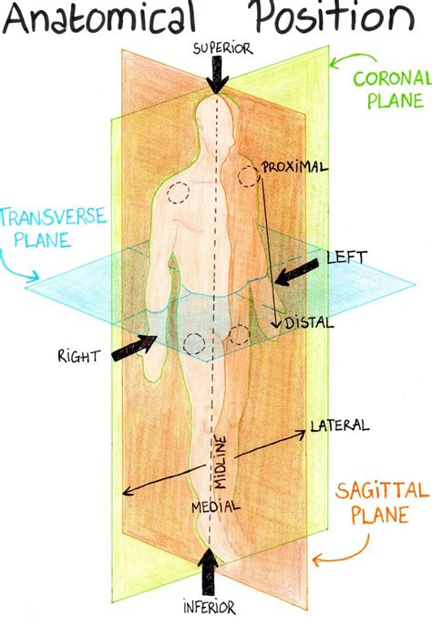 Anatomical Position Diagram Printable