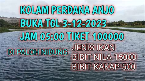 Kolam Perdana Anjo Minggu Ini Tgl Desember Di Paloh Nibung Youtube