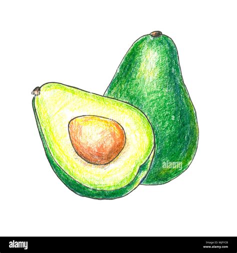 Avocado Fruit Drawing