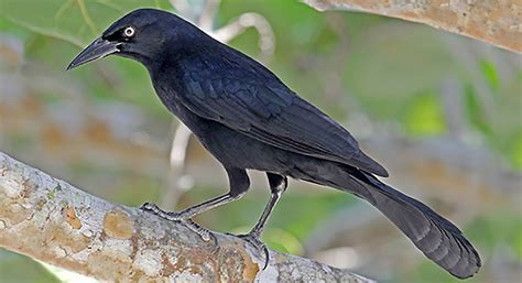 Greater Antillean Grackle Celebrate Urban Birds