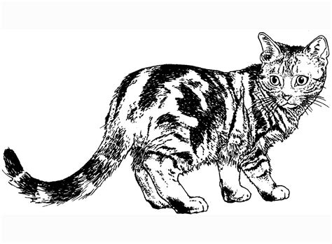 calico cat coloring pages